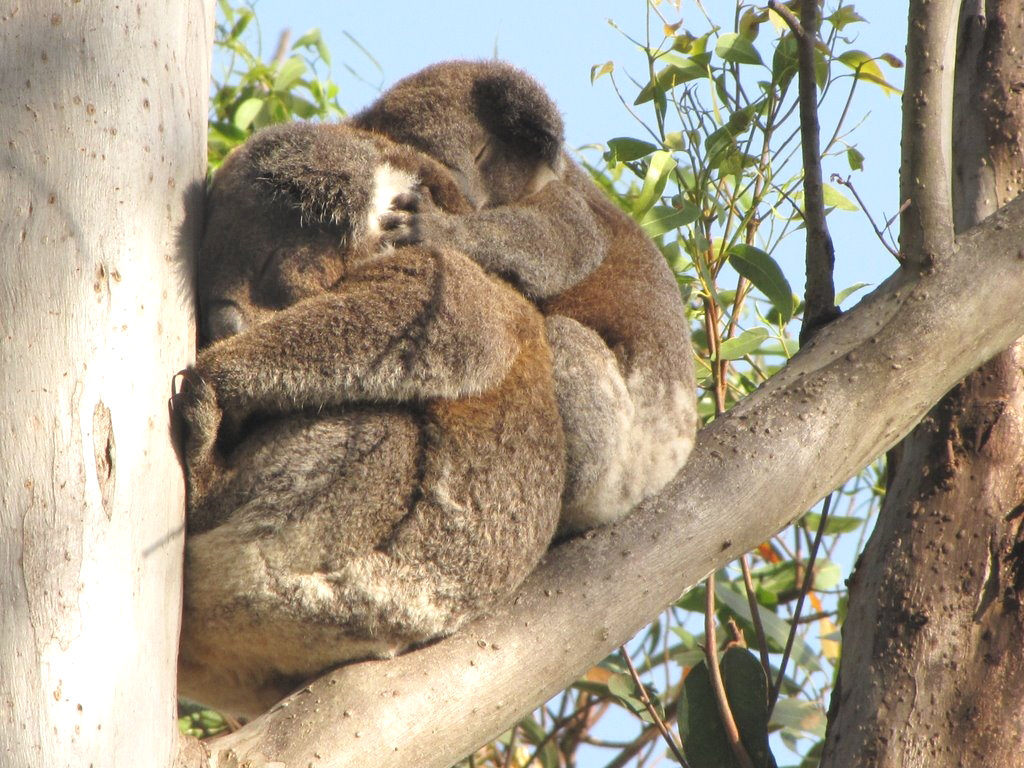 koala_snuggles_adjusted