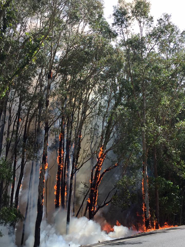 Early photo of the bushfire. Photo credit Duncan Marchant